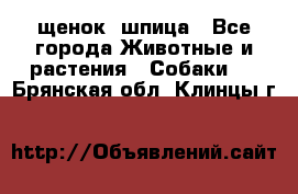 щенок  шпица - Все города Животные и растения » Собаки   . Брянская обл.,Клинцы г.